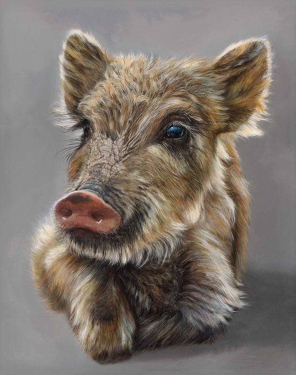 Wild Baby Boar - German Etching Giclée Print 38x30cm